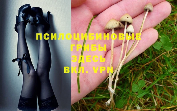 хмурый Аркадак